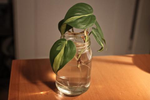 plowmanii philodendron Philodendron plowmanii var citrus main image 0