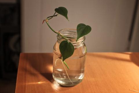 Drei Philodendron-Stecklinge, Baumfreund kannst du hier ganz einfach  tauschen. Tauschgarten.de  Deine Tauschbrse im Internet seit 2005.