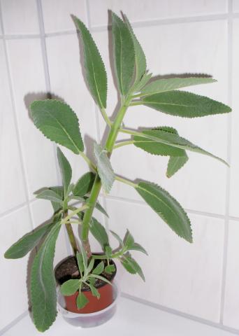 syngonium variegata pink Syngonium pink spot double variegated