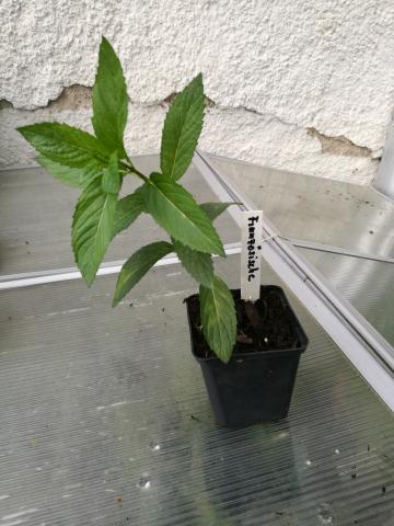grndnger saatgut BIO Saatgut Grndngung Inkarnatklee  Biogartenladen