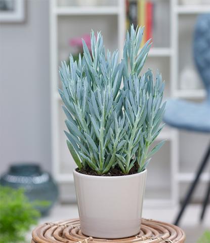 schismatoglottis variegata Schismatoglottis Wallichii bunt  INDONESIAPLANTS