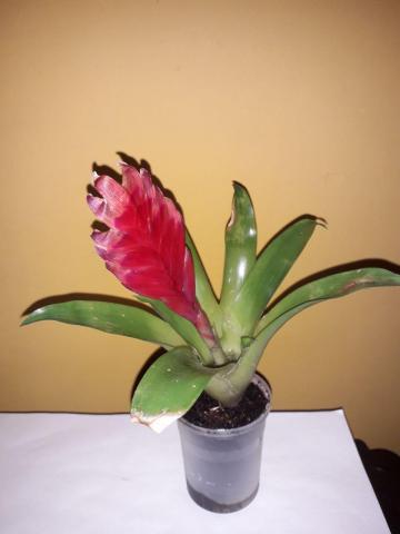 Guzmania Rotes Schwert Bromelie Ableger kannst du hier ganz einfach  tauschen. Tauschgarten.de  Deine Tauschbrse im Internet seit 2005.