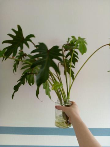 monstera zum klettern bringen Monstera deliciosa Variegata Albo (Fresh Head Cutting, 2 leaves on the main image 0